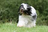 TERRIER DU TIBET 165